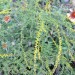 Wrinkle-leaved Goldenrod
